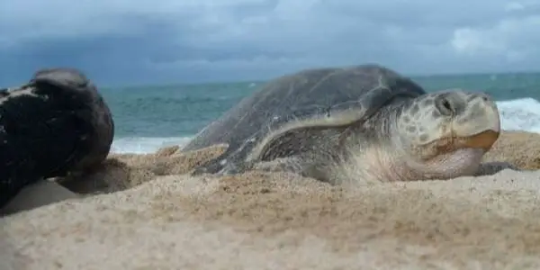 Protecting the Sea Turtles in Guayabitos