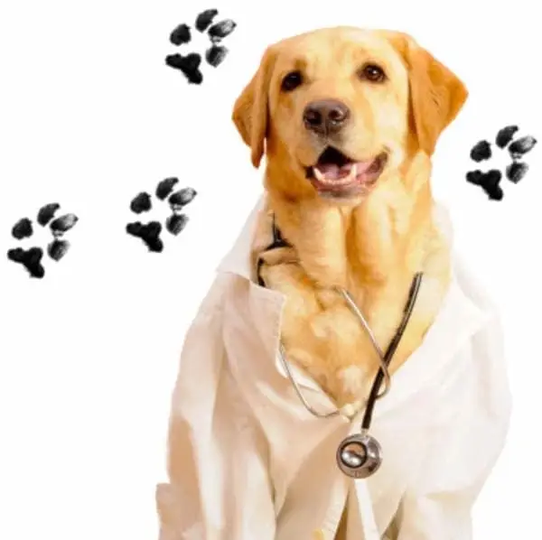 Volunteer with your PET!!