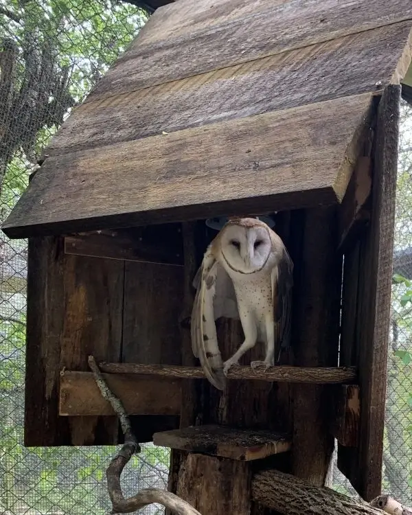 Help Care for Our Birds of Prey