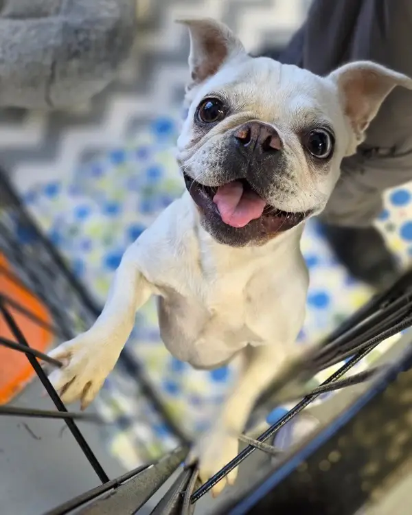 Cuddle and care for our dogs!