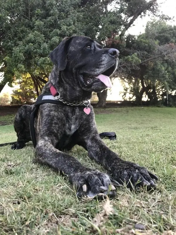 Large Dog Fosters Needed!