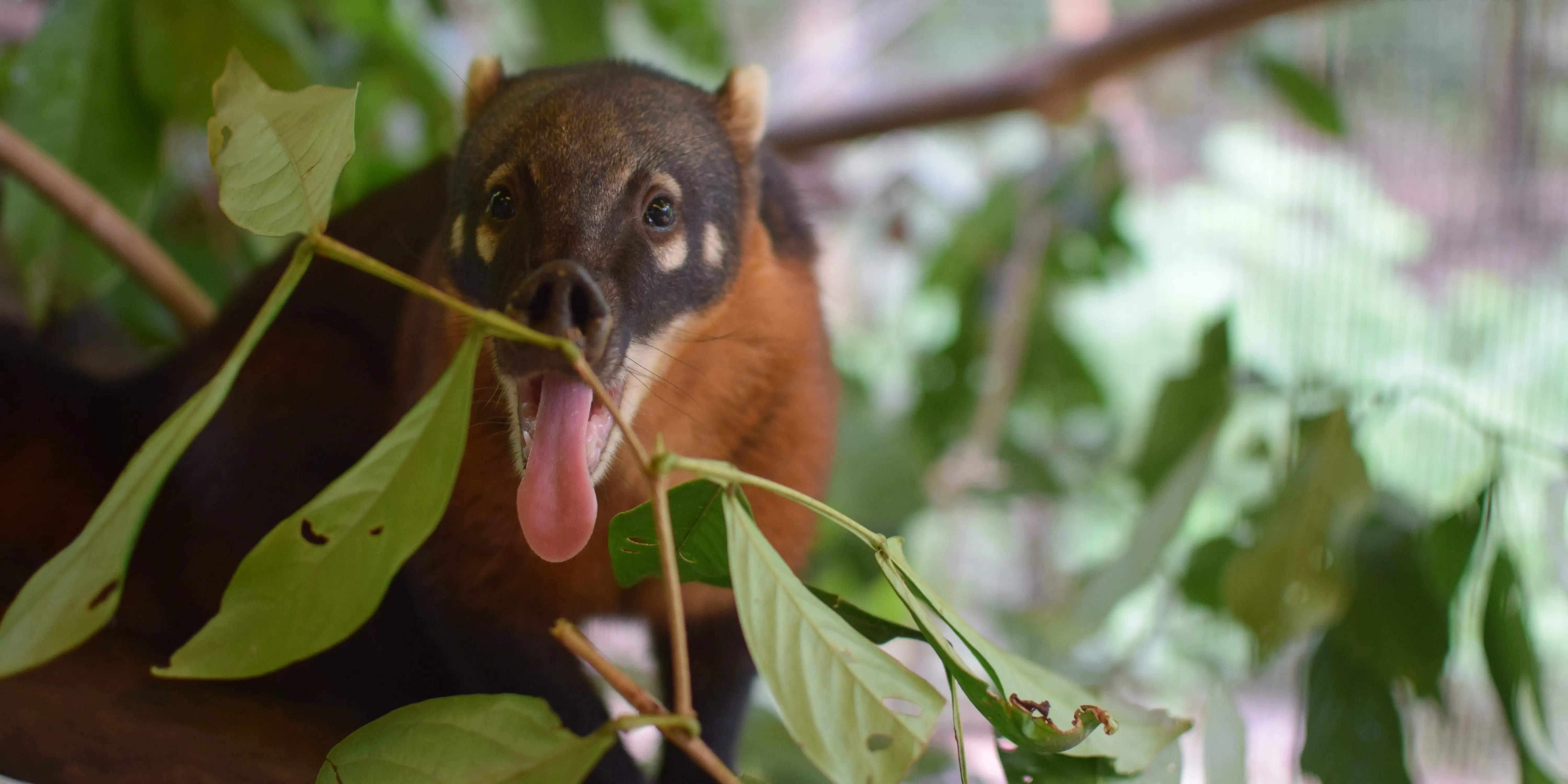 Coordinador del área de Pequeños Animales - Trabajar en la selva