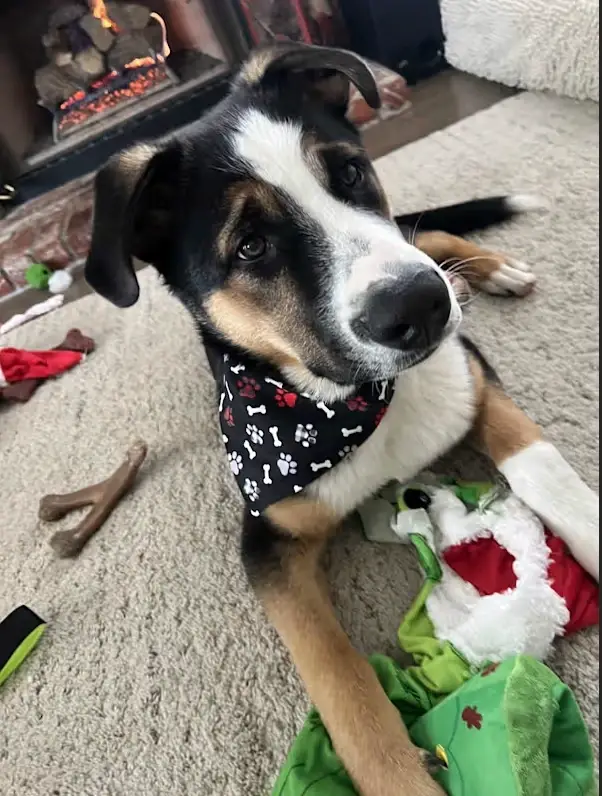 Volunteers for Dog Rescue