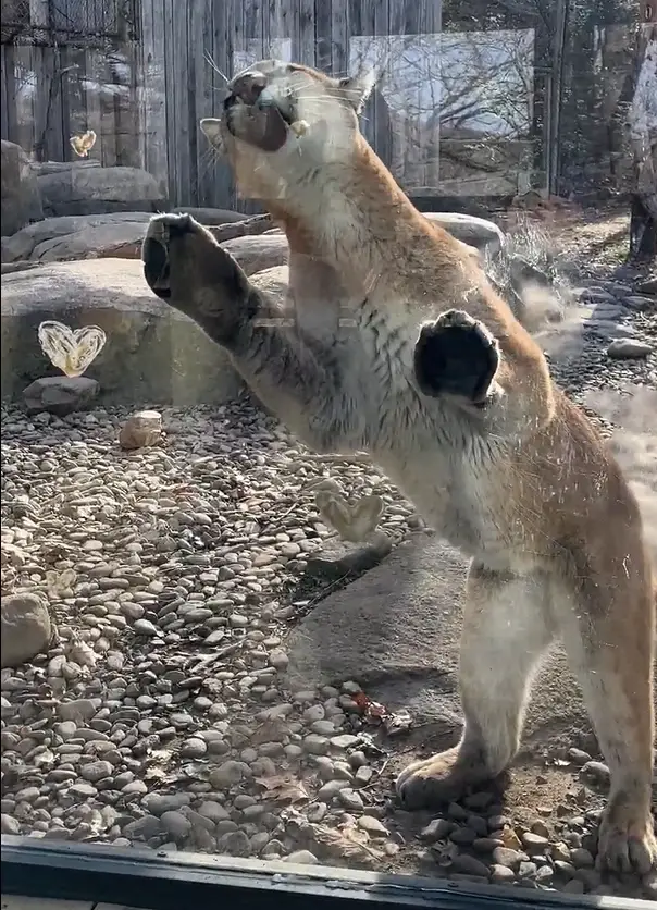 Window Washers