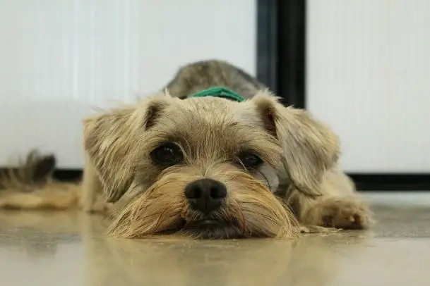 Foto dulce de un perrito