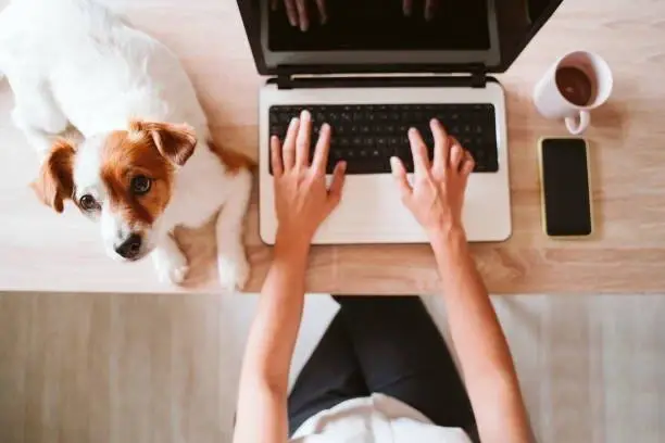Lost Dogs Minnesota - Looking for Facebook Volunteers