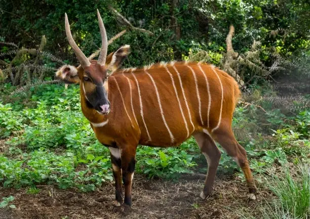 Save the Mountain Bongo: Volunteer for Conservation