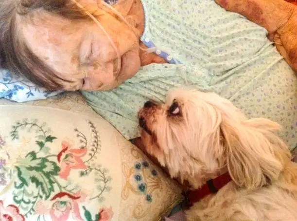 Hospice Pet Therapy Volunteers Needed in Orangeburg!