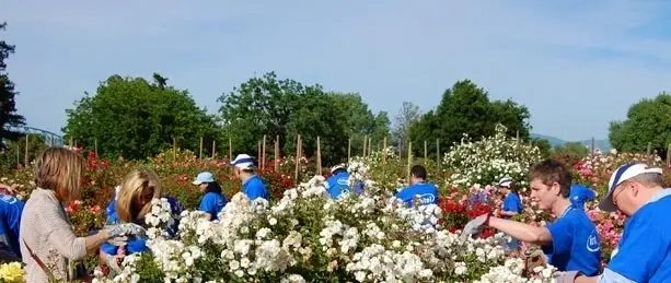 San José's Heritage Rose Garden - Saturday Volunteers Needed!