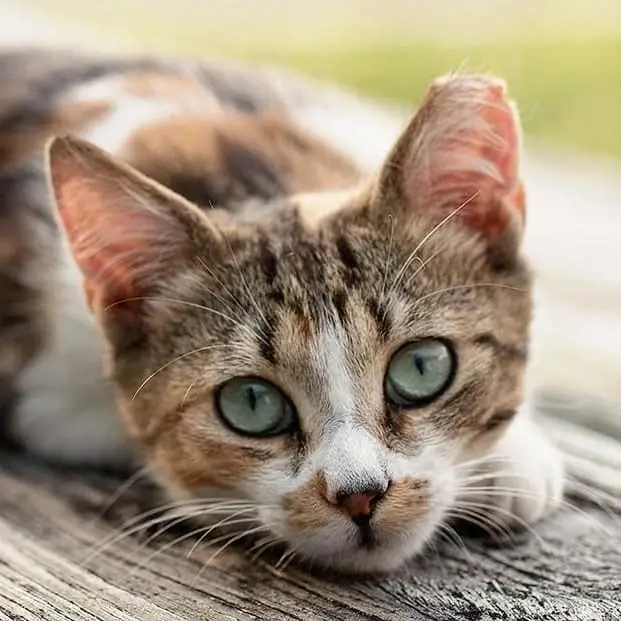 Looking for an Adventure? Help Us Catch Cats!