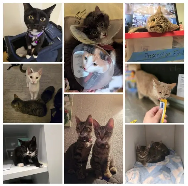 Seeking a Volunteer Coordinator!