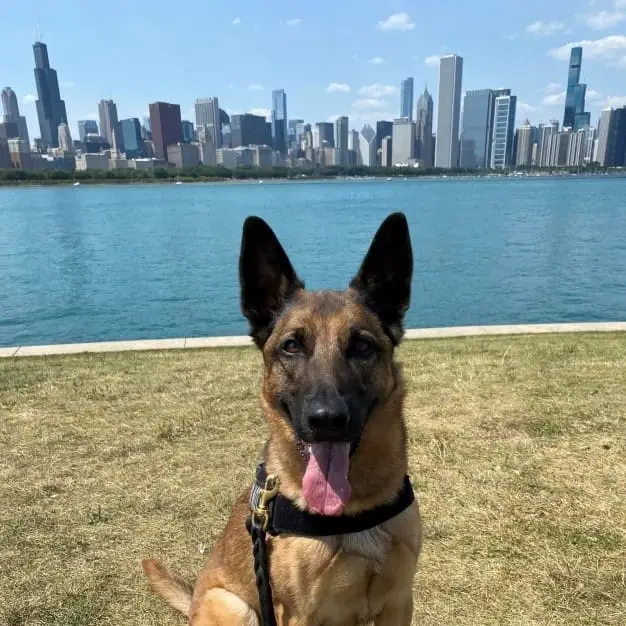 Volunteer to Assist ORD TSA Canine Program Weekly Opportunities