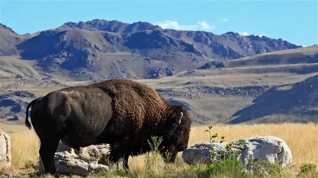 Come interact with people from all over the world at Antelope Island State Park