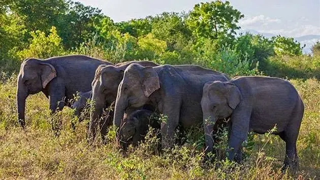 Volunteer at Rainforest Restoration Project in Sri Lanka