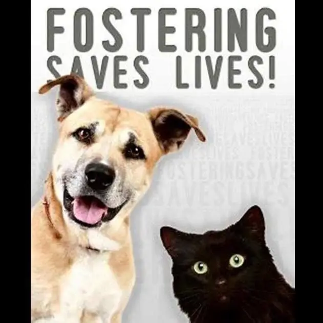 Vet Assistant Coordinator