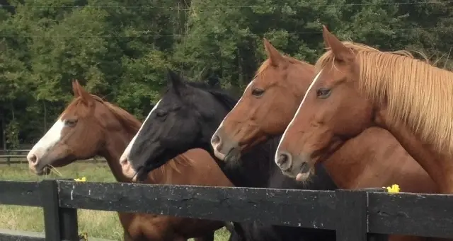 Love Horses? Volunteer with a Local Horse Rescue!