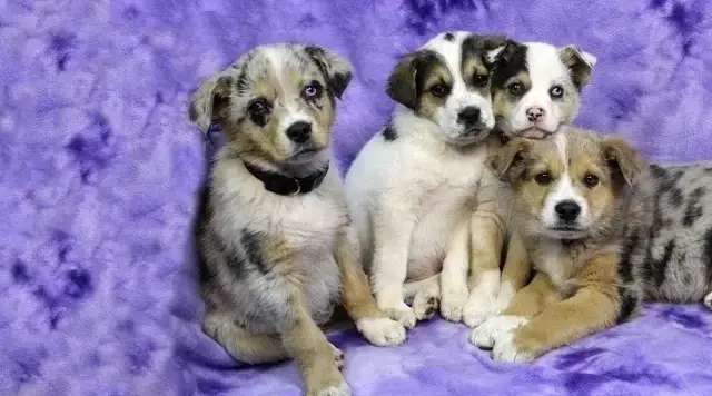 Make a Difference in the Lives of Rescue Dogs by Helping at an Adoption Event!