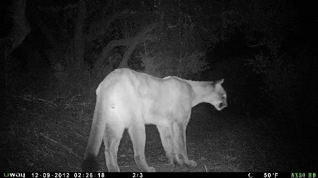 Volunteer Research Assistant for Conservation Non-Profit