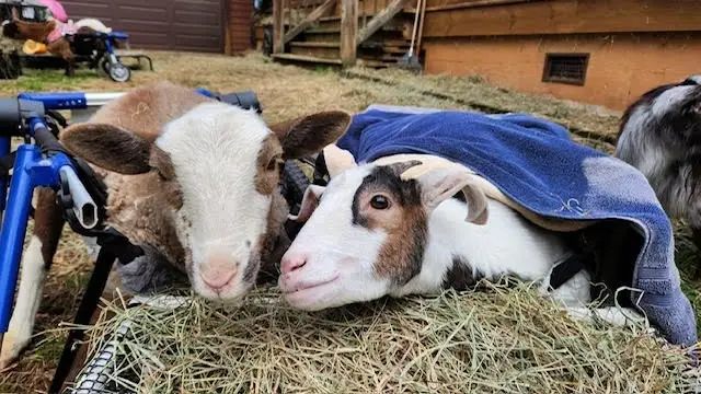 Love Animals? Join Us.