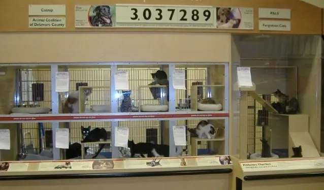 Adoption Center Volunteers-AM Shifts