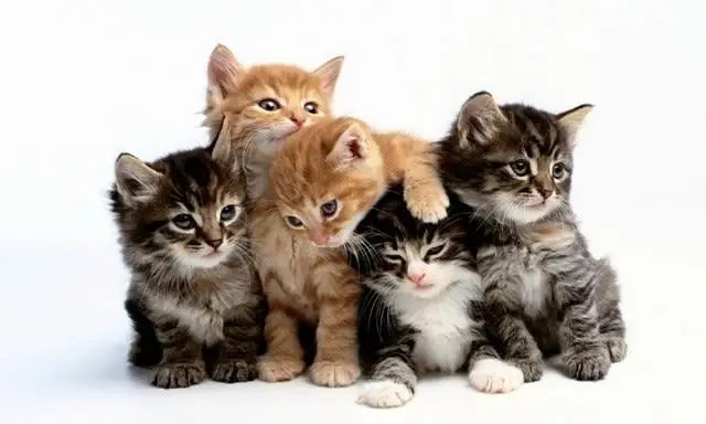 Vet Technician Field Training