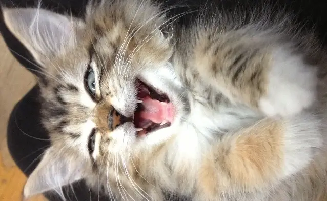 Arundel Mills Cat Volunteers