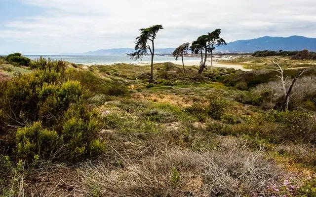 Become a Tour Guide at Coal Oil Point Reserve