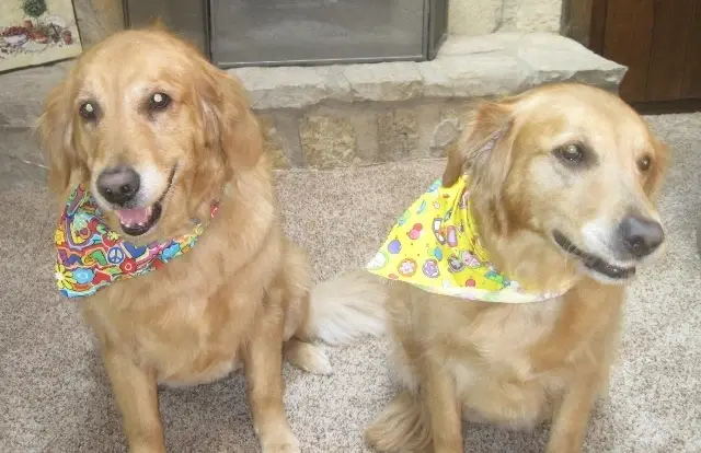 YOU & YOUR CERTIFIED THERAPY DOG - team up & visit patients!