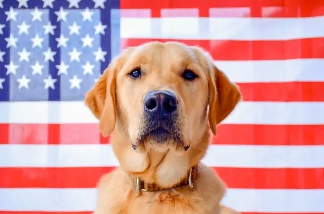 Volunteer Weekend Puppy Raisers Needed in Warren, Maine. Help raise a service dog for a veteran!
