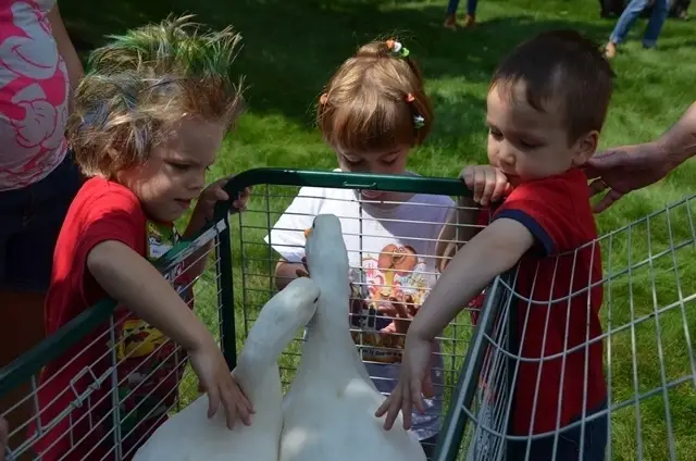 Animal Care Volunteer