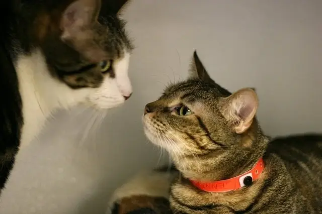 Furkids Cat Shelter Caretaker