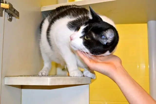 Cat habitat volunteers