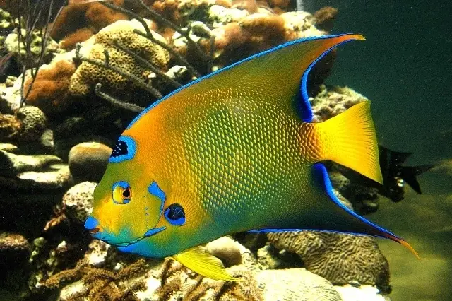 Aquarium Feeding Specialist