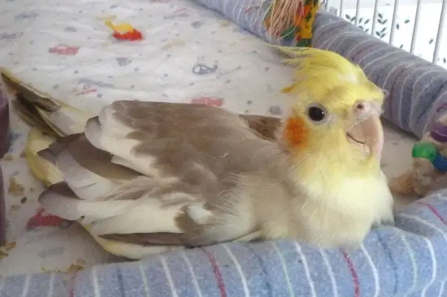 Animal Care Help needed by Non-Profit Companion Bird Rescue