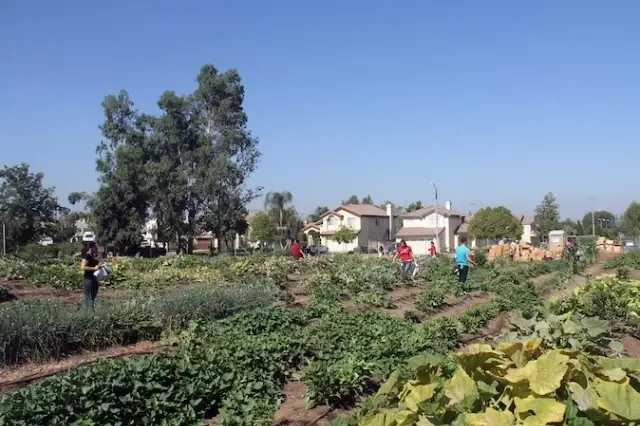 Green Thumbs? Fill Tums!