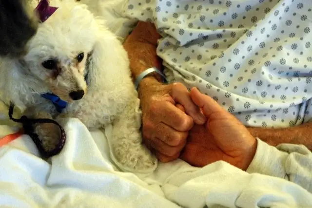 Pet Therapy Volunteers