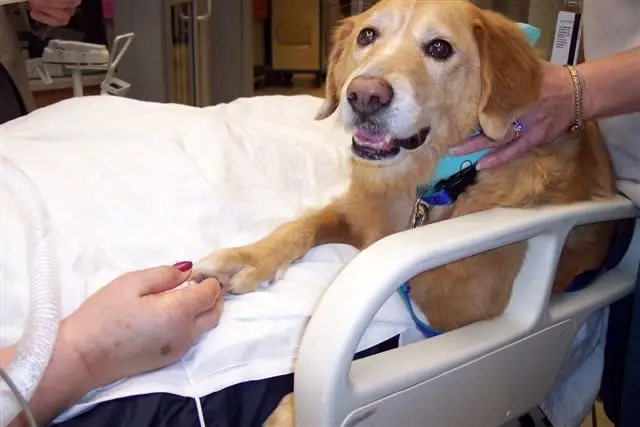 Hartford Hospital Pet Therapy Volunteer