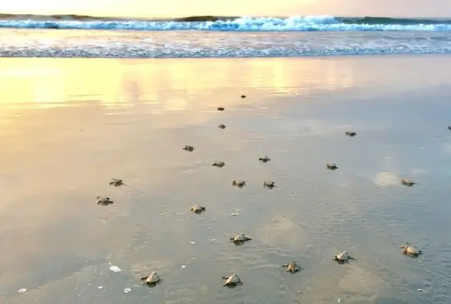 Turtle Conservation Project Volunteer in Costa Rica!