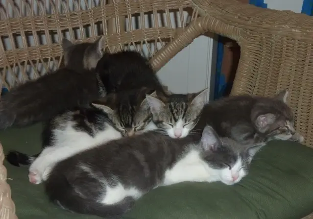 Foster kittens or cat