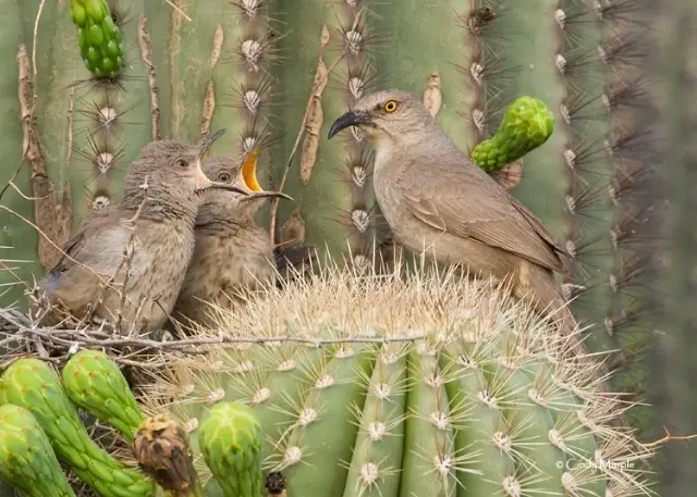 Volunteer at Saturday Chandler Birdwalks