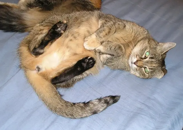 Do you love cats?  Cat fosters needed!