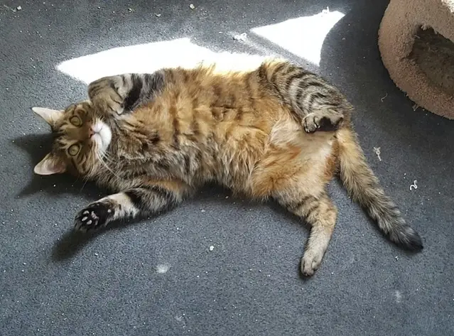 Volunteers needed at our Cat Shelter In Lower Macungie Township