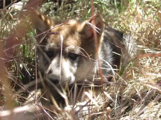 Wolf Center Volunteer