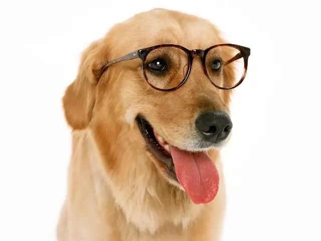 Calhoun Co. - Certified Pet Therapy Volunteer