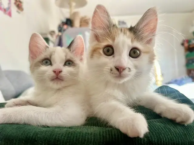 Cat Rescue Admin Volunteer