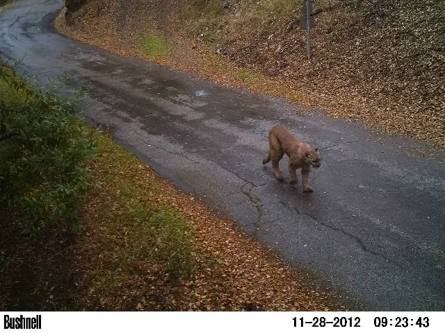 Catalogue Wildlife Images (Data entry) for Research