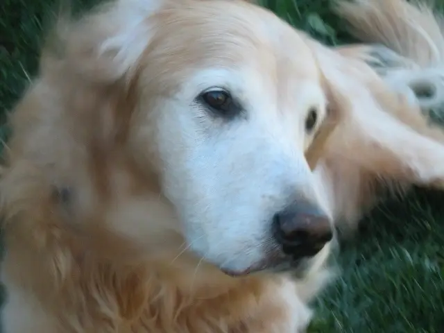 Lily's Legacy Senior Dog Sanctuary - Volunteer Walkers & Cuddlers Needed