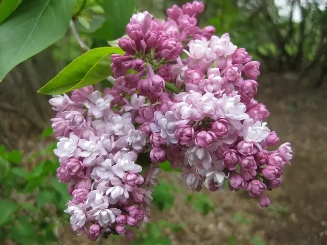 Love Gardening? Horticulture Volunteers needed!