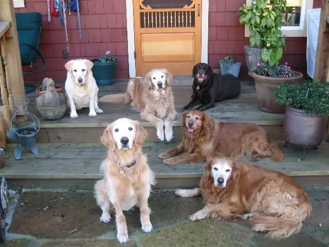 Canine Feeder - Wednesday Morning Shift at Senior Dog Sanctuary 7am-9:00am