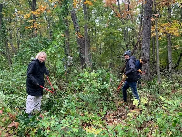 Invasive Shrub Cutting Mary Beth Doyle Nature Area